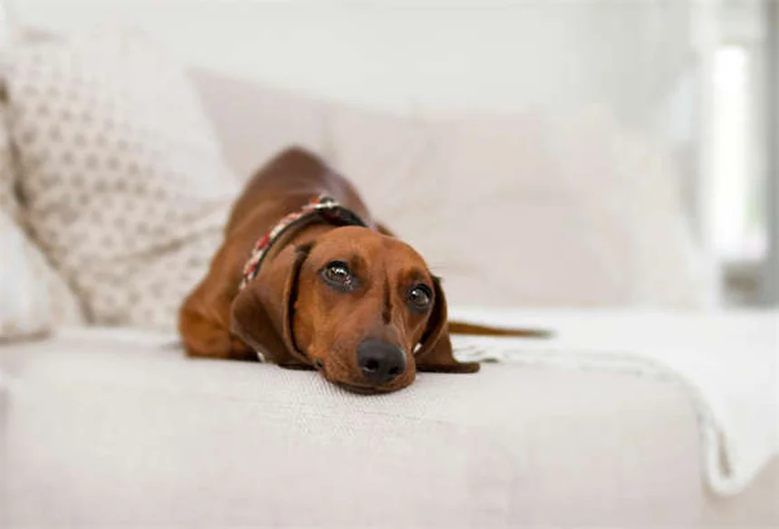 Metronidazole for Dogs and Cats: What Pet Owners Need to Know