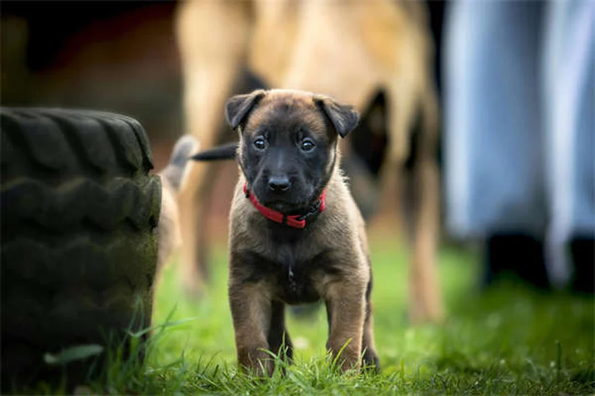 How to Stop Your Puppy From Peeing in the House: 7 Proven Tips