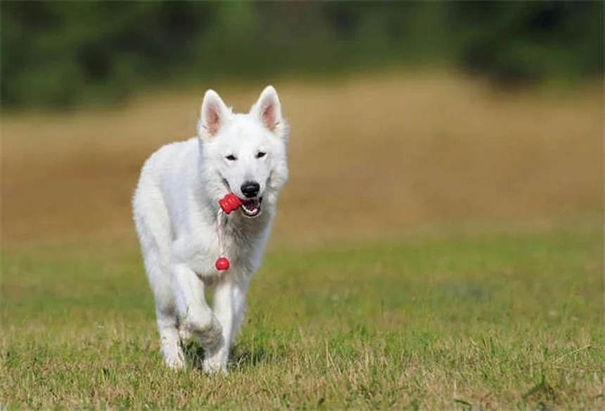 10 Amazing Health Benefits of Walking Your Dog Daily