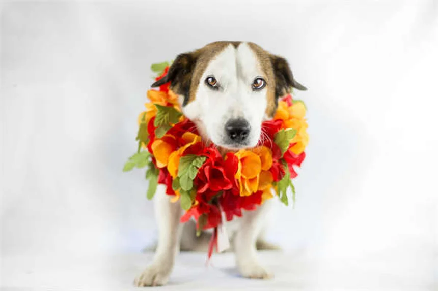 Cyproheptadine for Pets: What Dog & Cat Owners Must Know