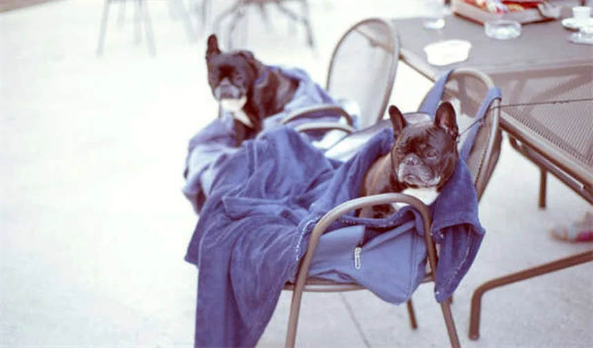 What Is a Normal Dog Temperature? (Plus How to Check It Right)